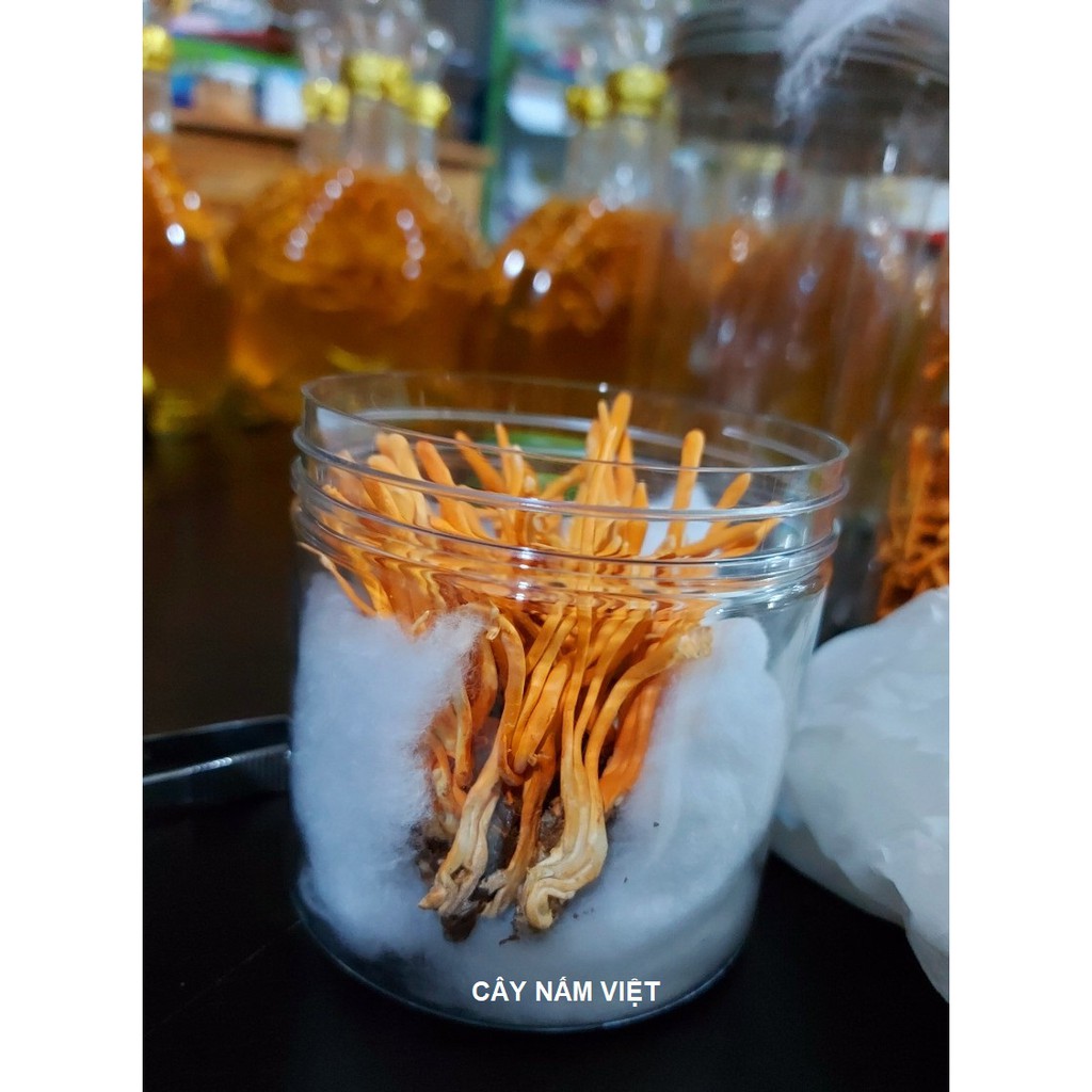 Đông Trùng Hạ Thảo ký chủ Nhộng tằm sấy Thăng Hoa | BigBuy360 - bigbuy360.vn