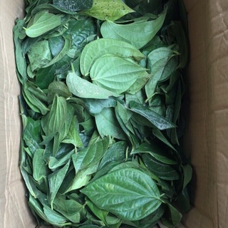 Lá Trầu Không ( 100 Lá) sp0