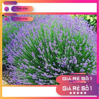 Hạt giống Oải hương (Lavander) (100 hạt)