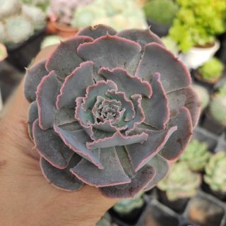 Sen bắp cải Tím sz nhỏ