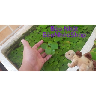 Bèo nhật - Bèo tấm bèo cám - Bèo thủy sinh