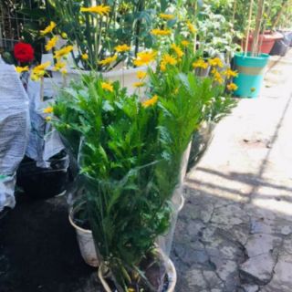 Cúc Thân Gỗ