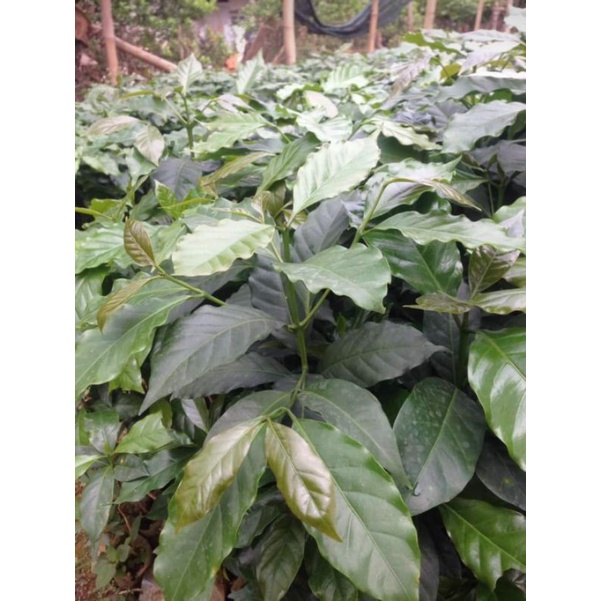 Giống cà phê arabica tây bắc siêu trái