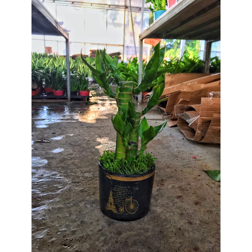 Cây Trúc phú quý, cây trúc phát tài  cây cao 20-25cm cây sức sống khỏe thích hợp để bàn làm việc