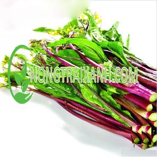 10gr - hạt giống cải ngồng đỏ nhật bản