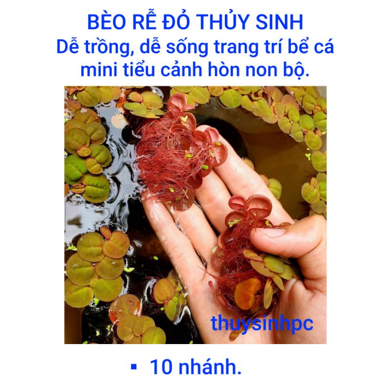 10 nhánh bèo rễ đỏ trang trí bể thủy sinh cá cảnh