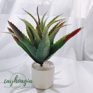 Cây Giả - Xương Rồng Nha Đam (cỡ lớn)