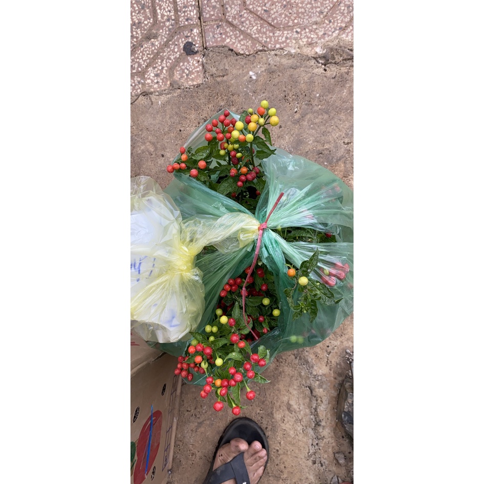 Cây ỚT PERU 10-15cm SIÊU NGON 200ktặng0.5Ldịchtrùn. SHIP 30PHÚT KHO QUẬN11,7,9,THỦĐỨC, PHÚNHUẬN/5