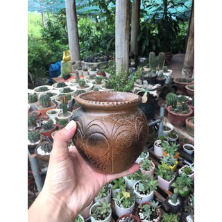 Chậu đất nung trồng sen đá.