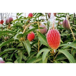 Cây xoài nhật bản