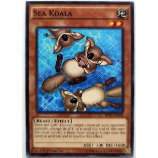 Sea koala |en| common