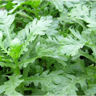 20gram HẠT GIỐNG RAU TẦN Ô