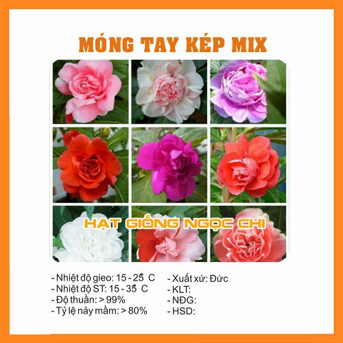 Hạt Giống Hoa Móng Tay Kép - 50 Hạt