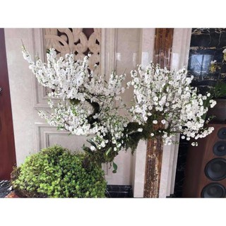 BẦU CÂY GIỐNG NHẤT CHI MAI