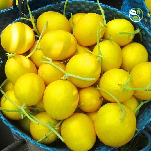 Hạt Giống Dưa Lê F1 Hồng Kim Long 383 Phú Nông- Gói 10 hạt 0.3g