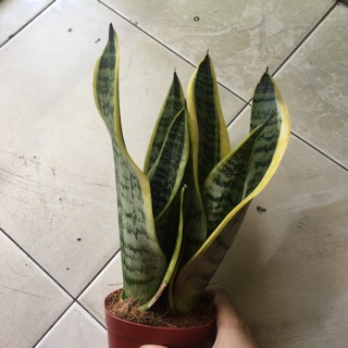 Chậu 3 cây lưỡi hổ