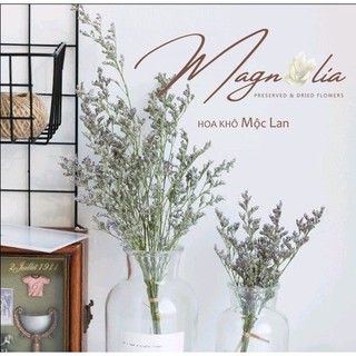 Hoa sao khô 🍁FREESHIP🍁 Hoa cắm hoa trang trí nhà cửa và phụ kiện