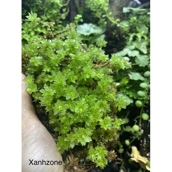 Rêu hồng đài hoa to set terarium, hồ bán cạn, tiểu cảnh