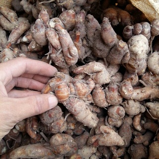 Địa Liền Tươi 01kg sp5