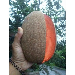 Cây sapôchê ruột đỏ khổng lồ... 1 năm cho trái