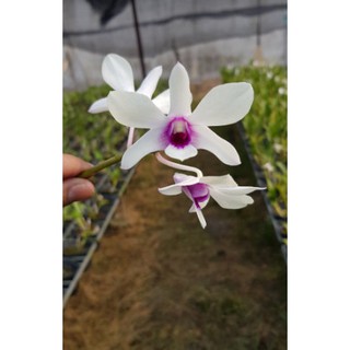 Cây Lan Dendro Nắng Thơm Bà Liễu - Cây to sắp hoa - giao cây to như hình