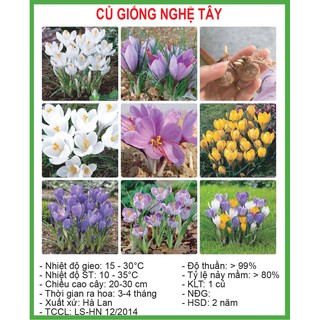 Củ Nghệ Tây Saffron