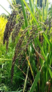 Gạo lứt đen hữu cơ 2kg