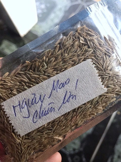 HẠT GIỐNG THỦY SINH NGƯU MAO CHIÊN CAO 10g