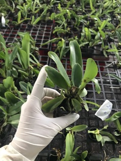 Catlaya cây giống