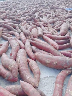 ĐẶC SẢN KHOAI GIEO QUẢNG BÌNH