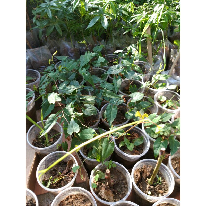 Cây Hà Thủ Ô Đỏ