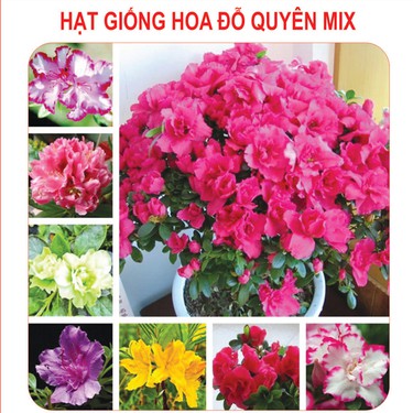 10 Hạt giống hoa Đỗ Quyên