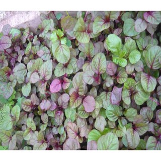 20g-Hạt Giống Rau Dền Tiều