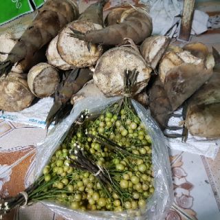 [MĂNG ỚT] MẮC MẬT - MĂNG RỪNG TÂY BẮC