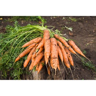 Gói 5 gram hạt giống cà rốt đỏ