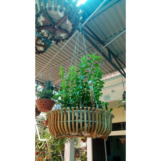 Móc kẽm bọc nhựa trồng lan