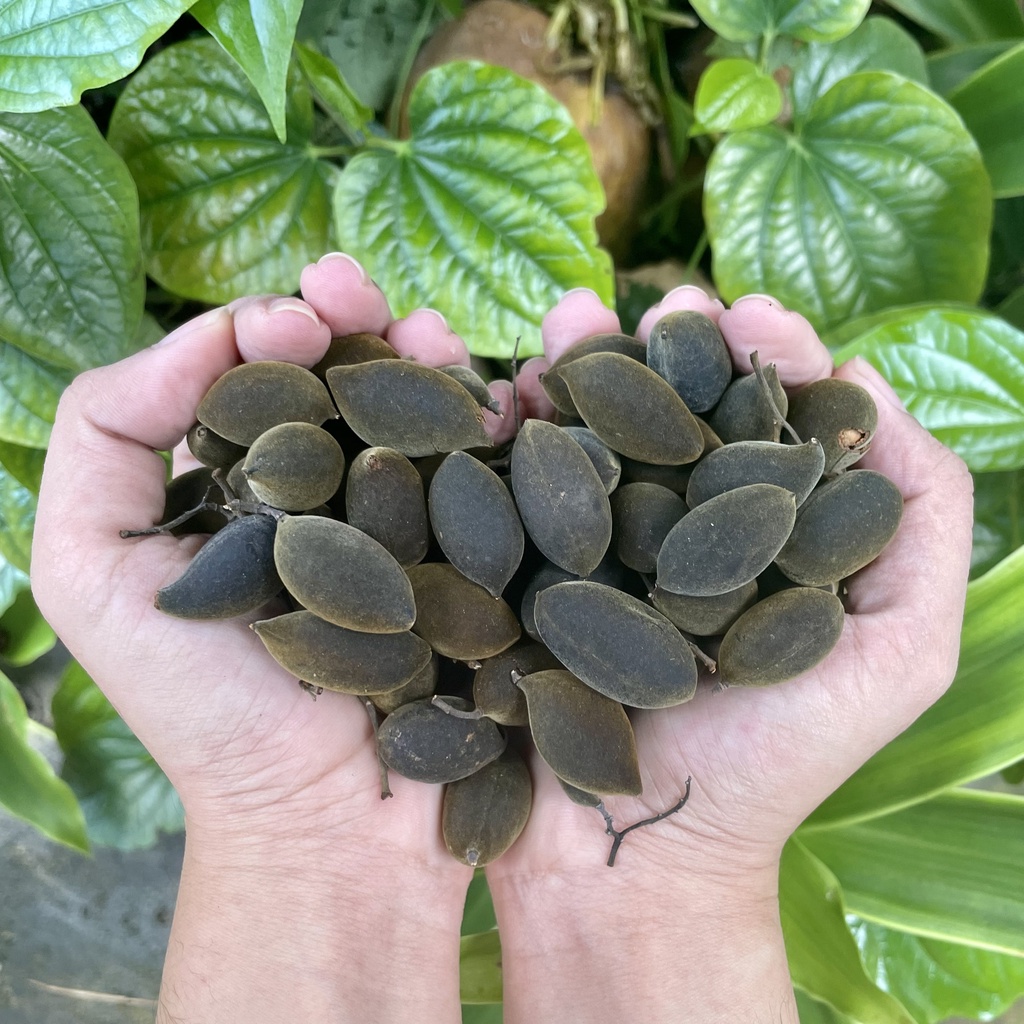 Say trâu rừng, trái say rừng size lớn Nhii Food thực phẩm sạch nhà làm