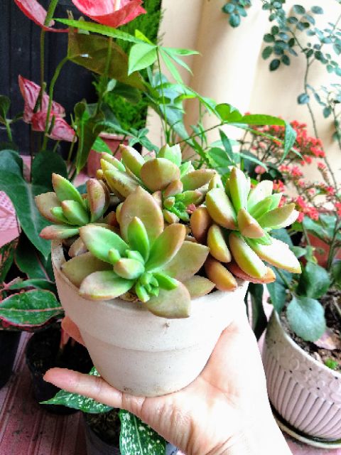 Combo 5 chậu đất nung trồng sen đá, xương rồng cây mini- size 7cm
