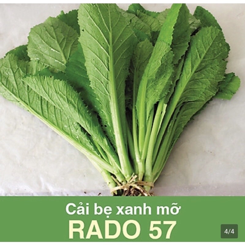 [Rạng Đông] Hạt giống cải bẹ xanh mỡ Rado 57