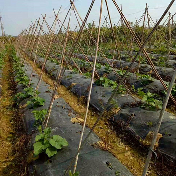 Lưới Làm Giàn Leo Cho Cây Trồng Thân Leo - lưới trồng cây leo NNTM