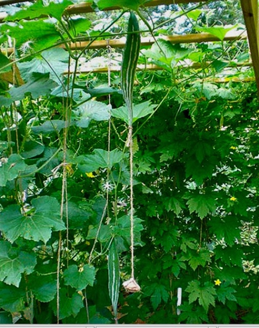 HẠT GIỐNG MƯỚP VẰN - MƯỚP SỌC RẮN F1 (vi ngọt thanh)