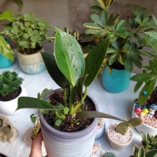 Trầu bà đế vương mini KÈM CHẬU