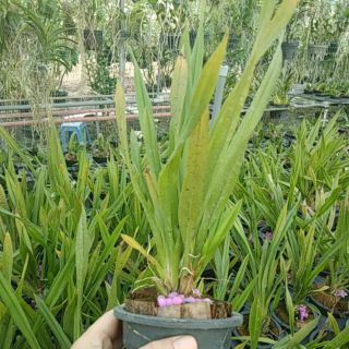 Vũ nữ sharry baby trắng