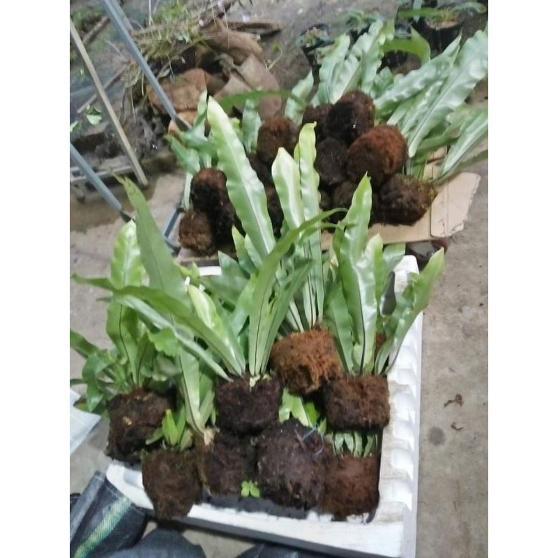 cây tổ quạ chơi cảnh làm mát sân vườn ,