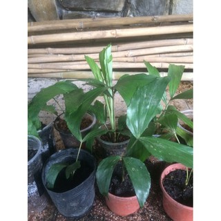 cây đủng đỉnh bầu đất không chậu