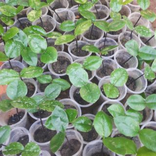 Cây đào hồng nhung sóc trăng( mầm 2 lá)