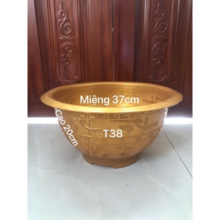 Chậu nhựa truyền thống t38 trồng cây vàng đồng 36x20