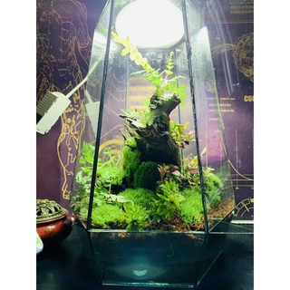 Bình thuỷ tinh đa giác terrarium lớn giá rẻ