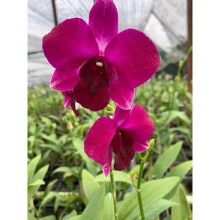 Hoa Lan Denro màu tím  đang nụ