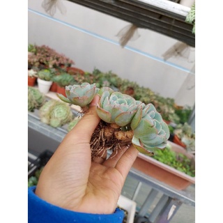 Sen đá hoa hồng xanh